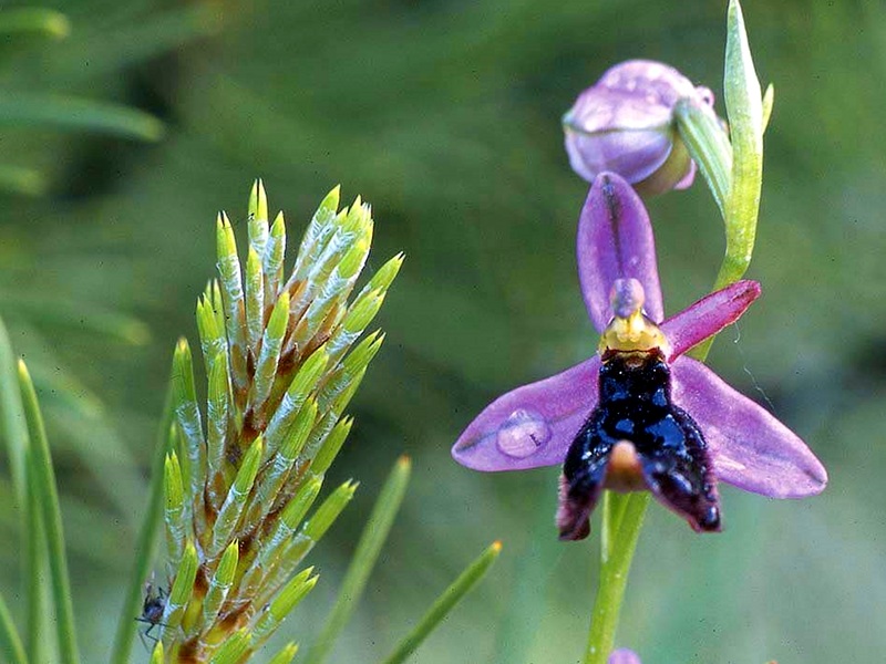 Ghirardi Reserve: Bertoloni's bee orchid